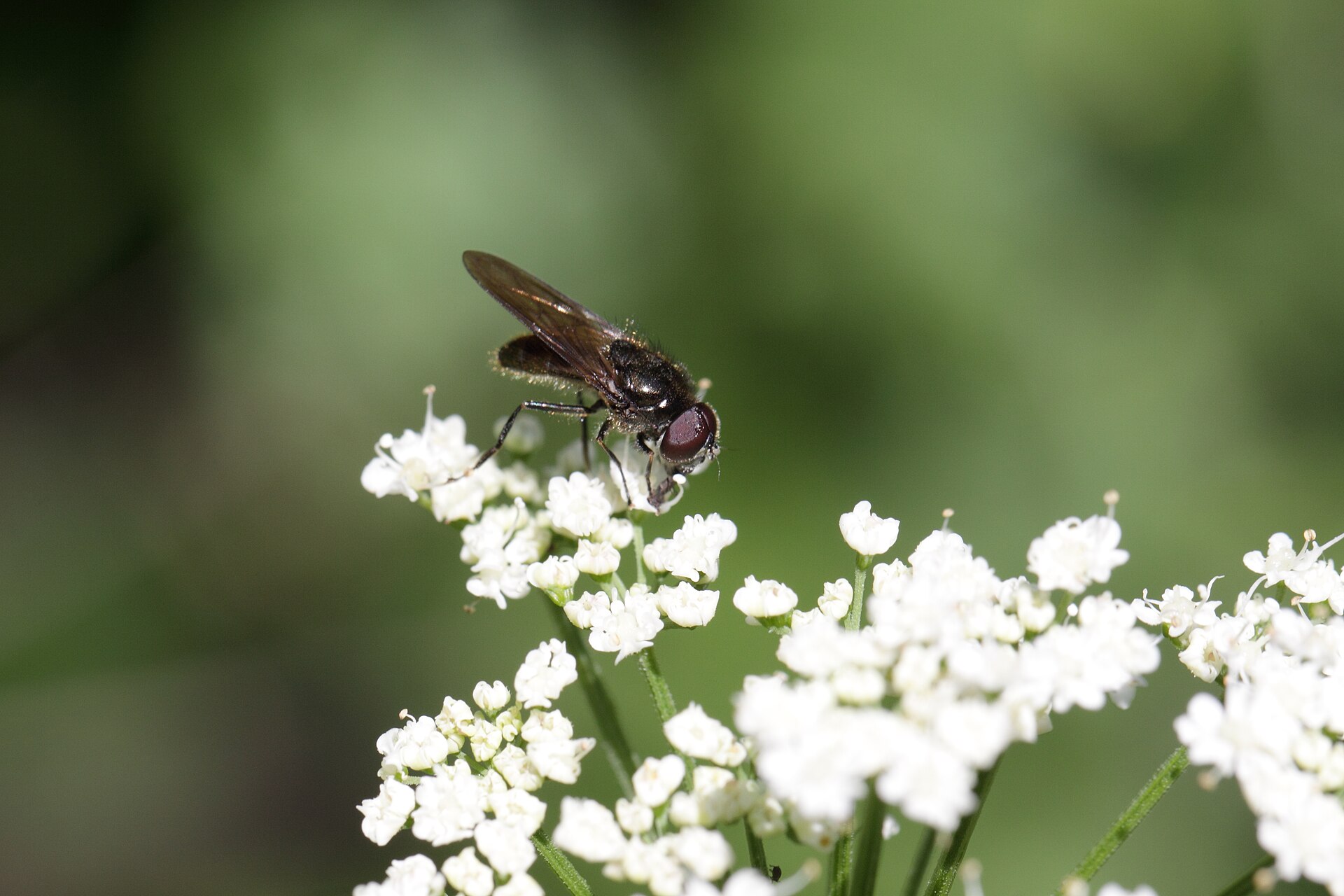 Phylum: Arthropoda (Arthropods) Subphylum: Hexapoda BLAINVILLE, 1816 Class: Insecta (insects, Insekten) Subclass: Pterygota (Fluginsekten…
